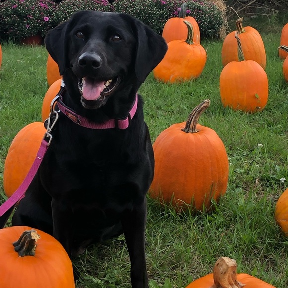 Meet your Posher, Marie - Picture 2 of 3